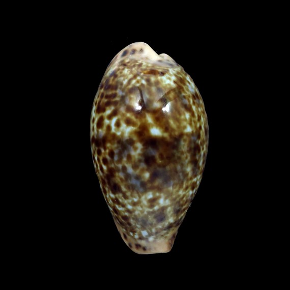 annettae 41,3mm