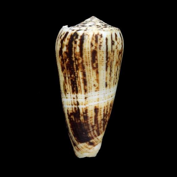 magus 74,0mm