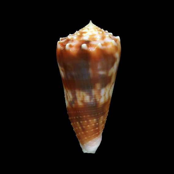 moluccensis 50,8mm