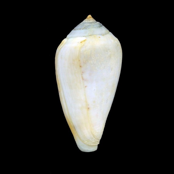 mozambicus 48,8mm ALBINO