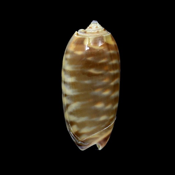 rufula 34,3mm