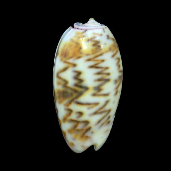 bulbosa 39,7mm