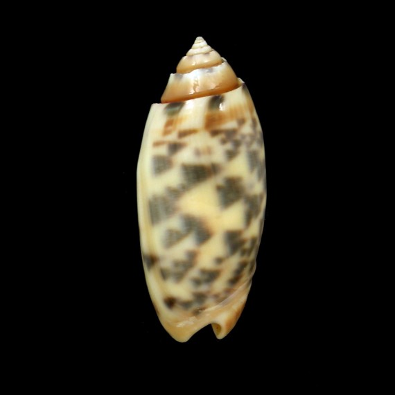 annulata 43,6mm