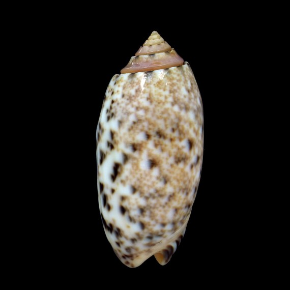 amethystina 51,6mm BIG