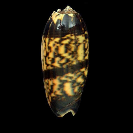 miniacea saturata 78,2mm