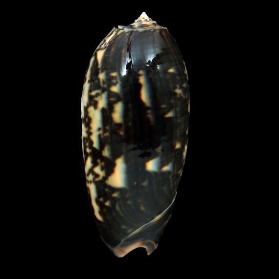 miniacea johnsoni 81,0mm