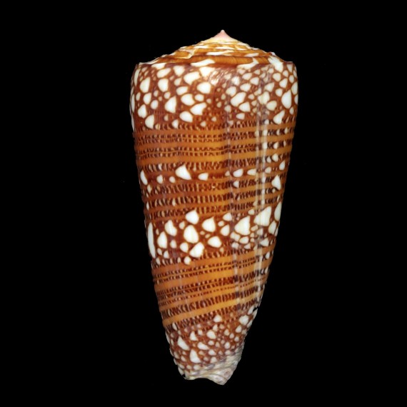 nobilis skinneri