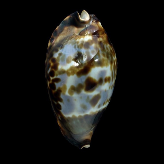 friendii 71,0mm