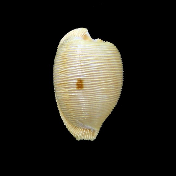 capensis profundorum 25,2mm RARE