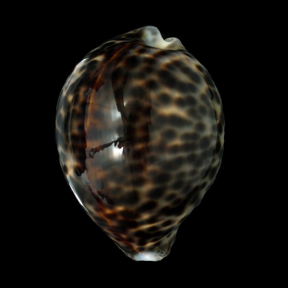 tigris schilderiana 113,0mm