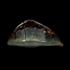 mauritiana 97,7mm NC