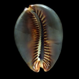 mauritiana 97,7mm NC