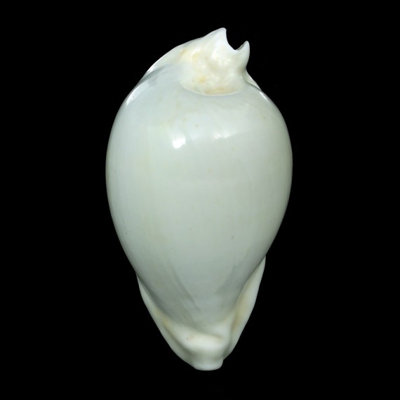 hesitata howelli 96,8mm BIG