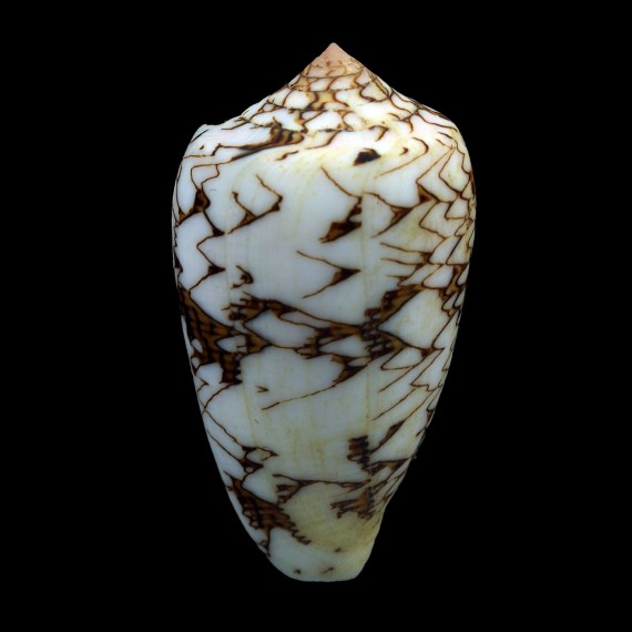 archiepiscopus verriculum 56,5mm