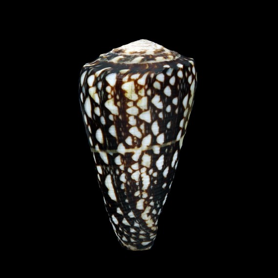 crosseanus lineolatus 62,8mm