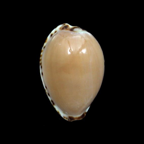 angustata 28,1mm BIG