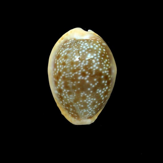 helvola hawaiensis 23,7mm