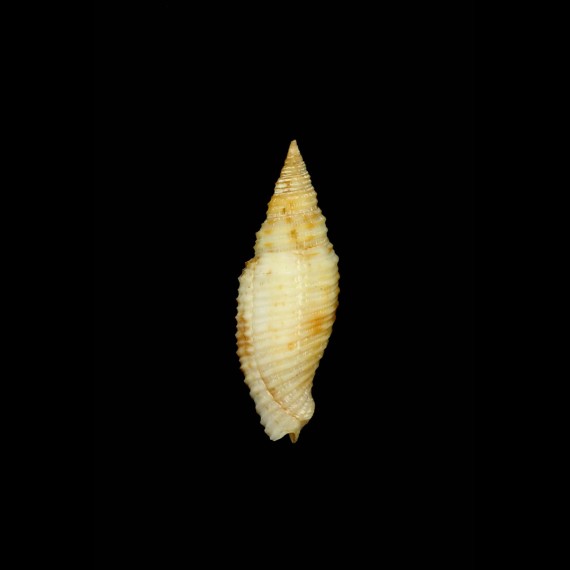 baisei