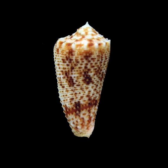 moluccensis stainforthi 40,3mm