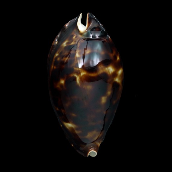 friendii 92,0mm SUPERB