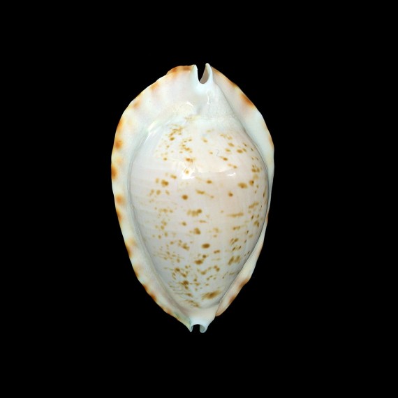 ketyana bataviensis 49,2mm