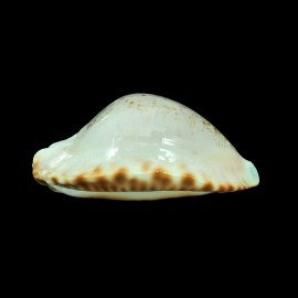 ketyana bataviensis 49,2mm
