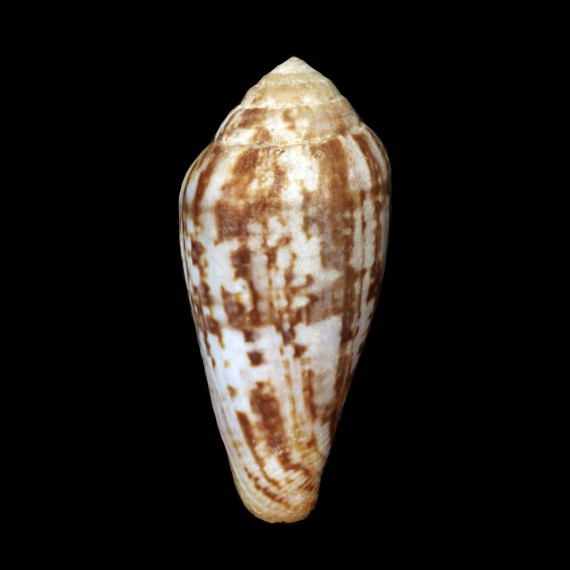 mozambicus