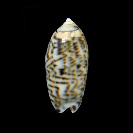 caerulea 45,0mm