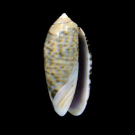 caerulea 45,0mm