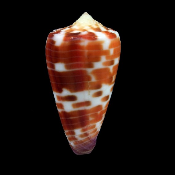 tessulatus 43,6mm