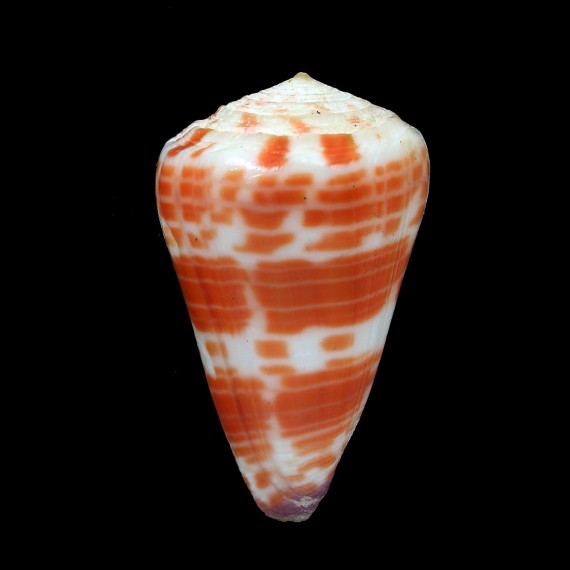 tessulatus 50,3mm