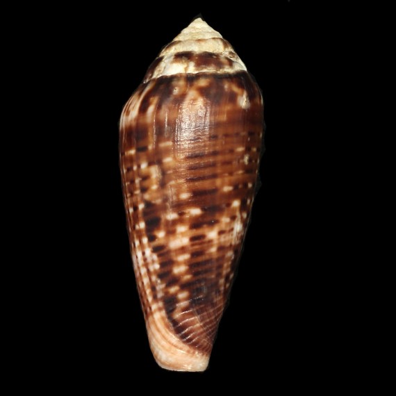 mozambicus