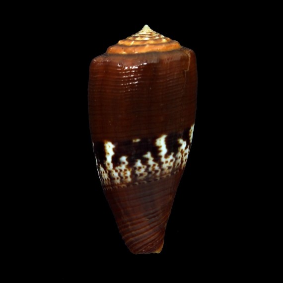 coccineus 42,4mm
