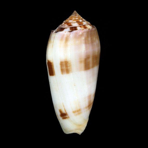 subfloridus 81,5mm