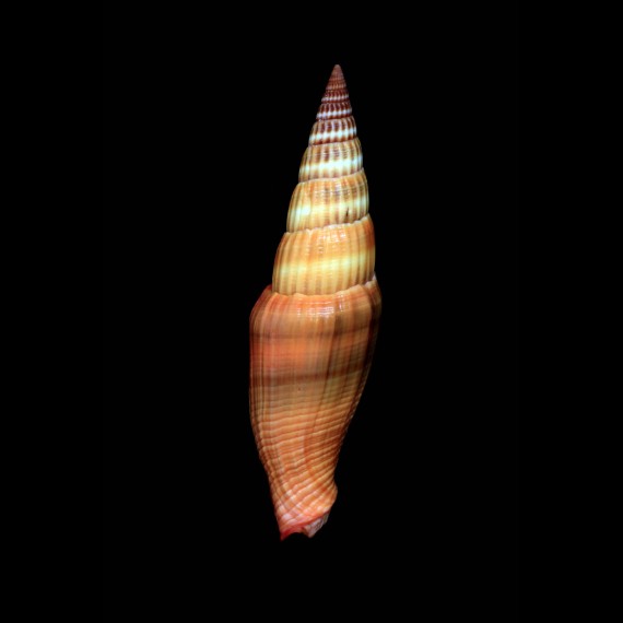 coccineum
