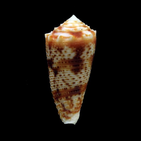 moluccensis stainforthi 39,6mm RABAUL