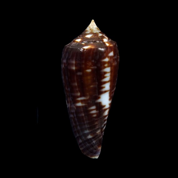 lienardi 41,0mm