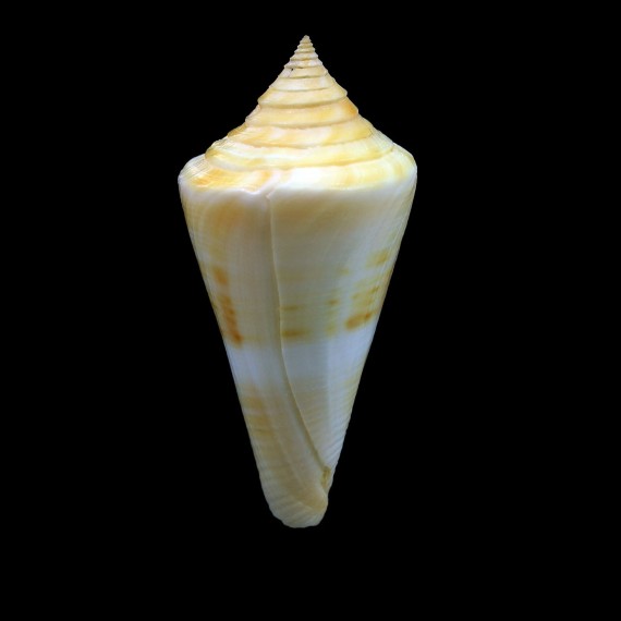 stimpsoni 54,1mm