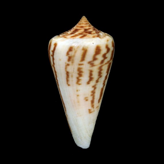 virgatus 66,4mm
