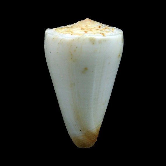 reductaspiralis 36,5mm