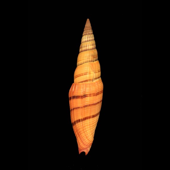 coccineum