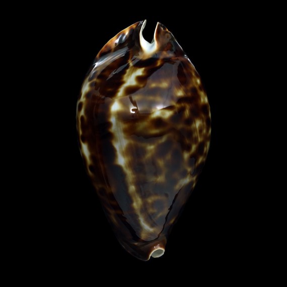 friendii 93,2mm