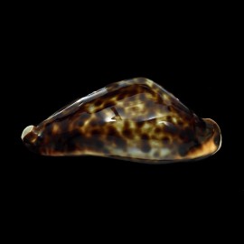 friendii 93,2mm