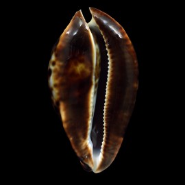 friendii 93,2mm