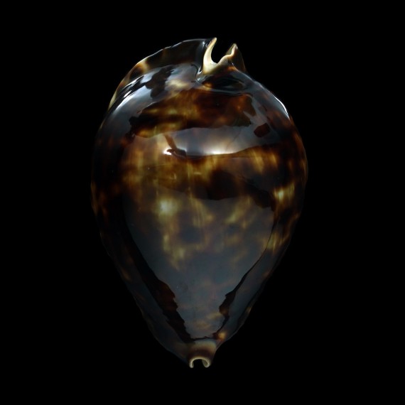 friendii vercoi 85,0mm