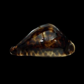 friendii vercoi 85,0mm
