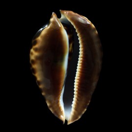friendii vercoi 85,0mm
