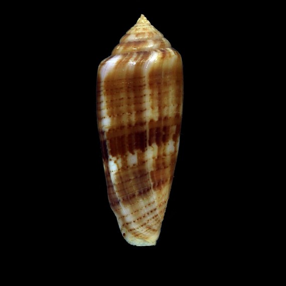 austroviola 44,0mm DARK