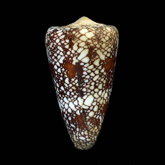 pennaceus quasimagnificus 72,8mm BIG