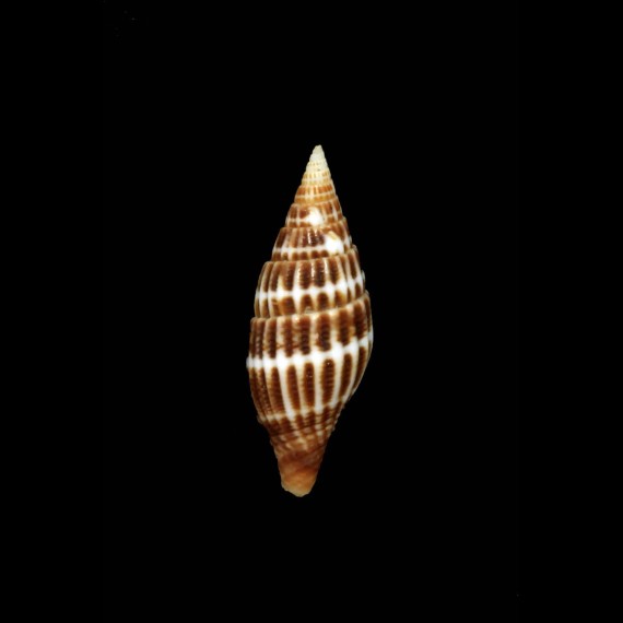dautzenbergi